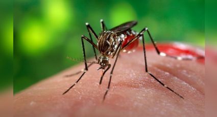 Ten cuidado: Esta es la forma en la que puedes evitar al mosquito del dengue