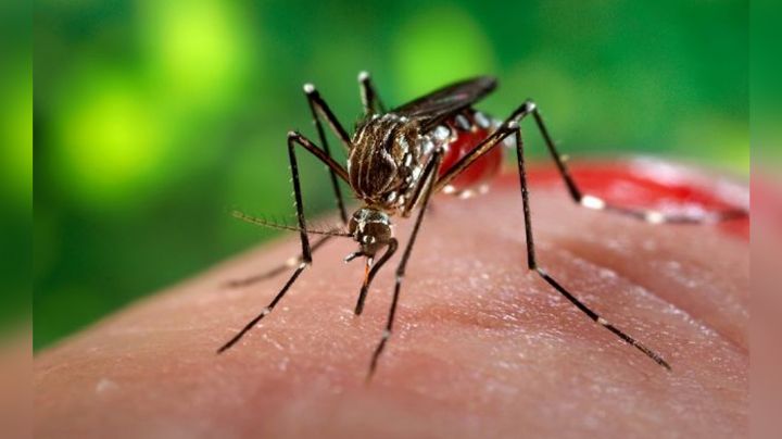 Ten cuidado: Esta es la forma en la que puedes evitar al mosquito del dengue