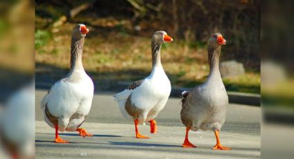 VIDEO: Hombre fue sorprendido mientras intentaba robar un pato en un parque y se hace viral