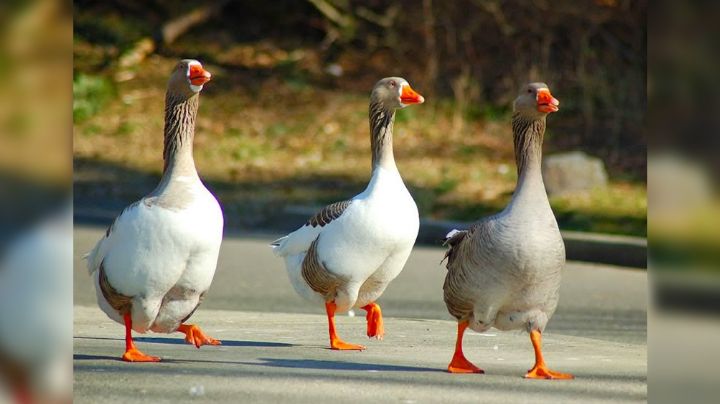 VIDEO: Hombre fue sorprendido mientras intentaba robar un pato en un parque y se hace viral