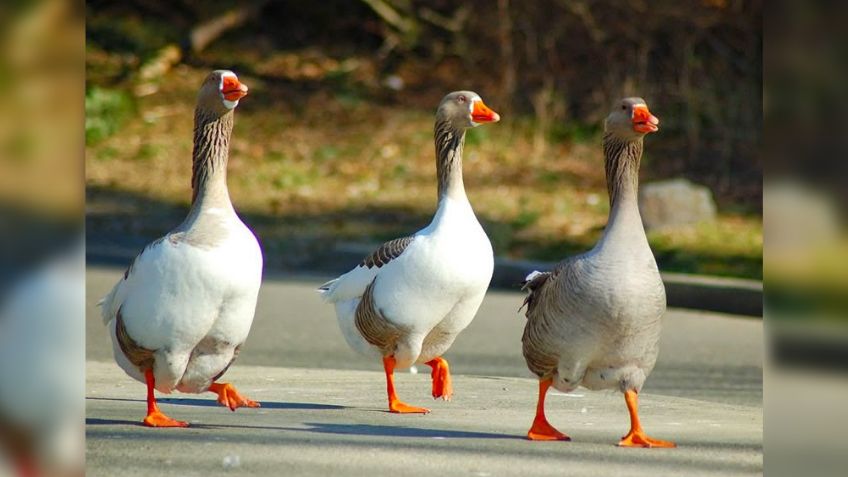 VIDEO: Hombre fue sorprendido mientras intentaba robar un pato en un parque y se hace viral