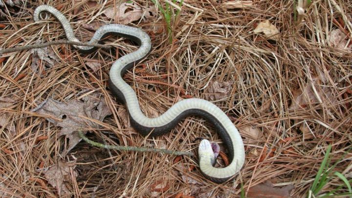 Guaymas: ¡Alerta! Bomberos advierten ante incremento de reportes por serpientes