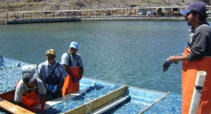 ‘Aguamaleros’ del Puerto de Guaymas buscan tener certificación