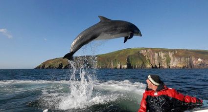 Misterio en Irlanda: Desaparece delfín de 37 años muy querido por los turistas