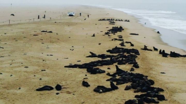Namibia, conmocionada por aparición de 7 mil cadáveres de focas en sus costas