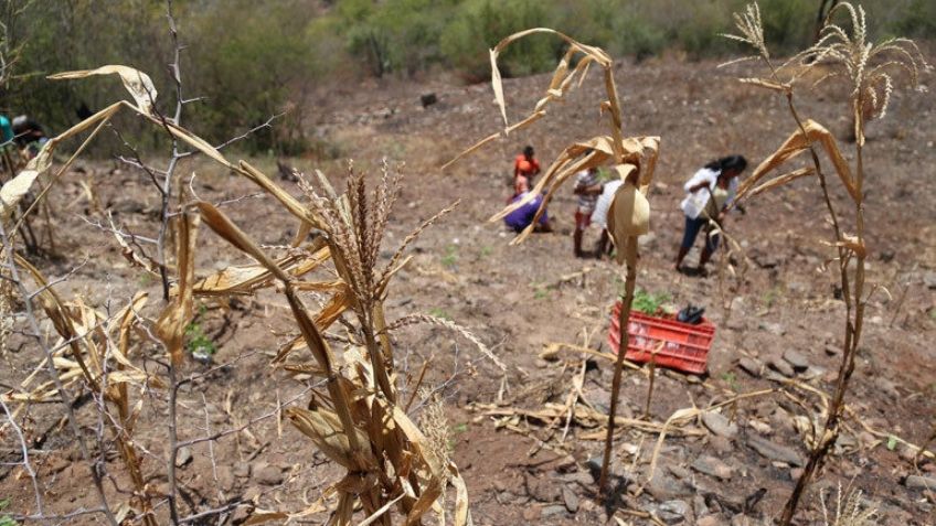 Sequía y deforestación ponen en riesgo el sector primario del estado