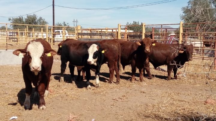 Ganaderos sonorenses desalojan el hato para enfrentar la sequía