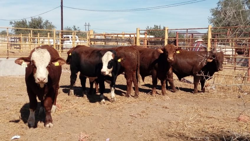 Ganaderos sonorenses desalojan el hato para enfrentar la sequía