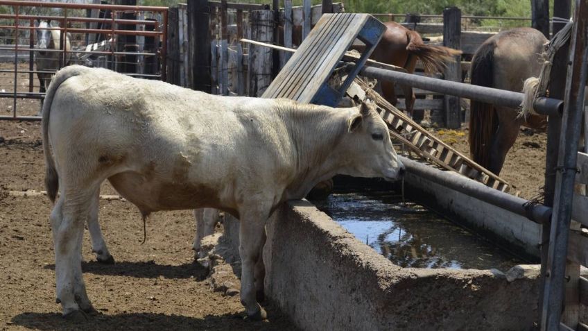La temporada invernal traería más crisis para los ganaderos