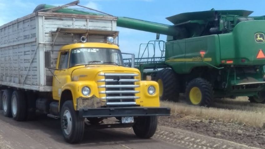 Transportistas luchan por obtener el 100% los acarreos de trigo de la temporada