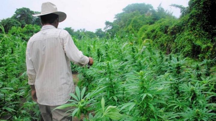 El Consejo Nacional Agropecuario ve una oportunidad en el cannabis