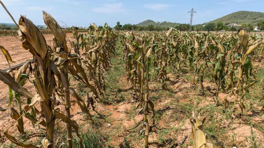 Sequía y recortes al campo ponen en riesgo la rentabilidad del PIB de Sonora