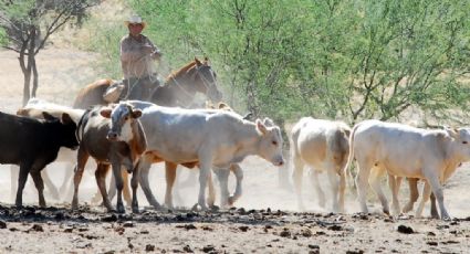 Sagarhpa busca una alianza con diputados para salvar la ganadería de Sonora