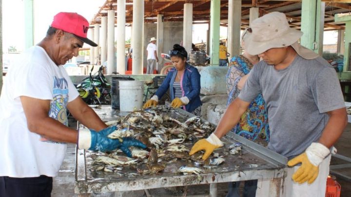 Reportan poca presencia de jaiba en costas de Sonora por fenómeno 'La Niña'