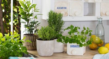 Decora y cocina con plantas dentro del hogar