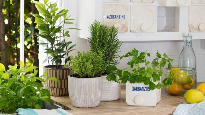 Decora y cocina con plantas dentro del hogar