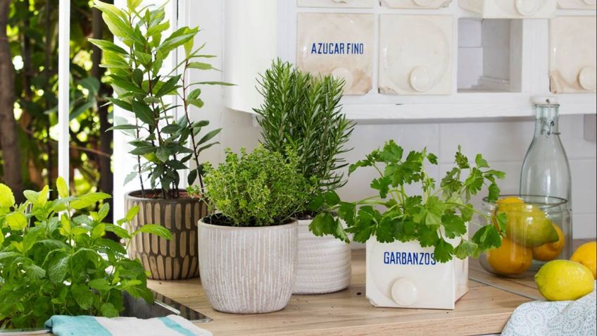 Decora y cocina con plantas dentro del hogar