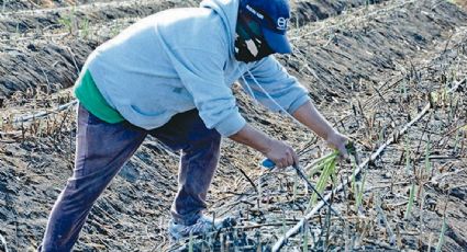 Sonora es líder en exportación de esparrago en México