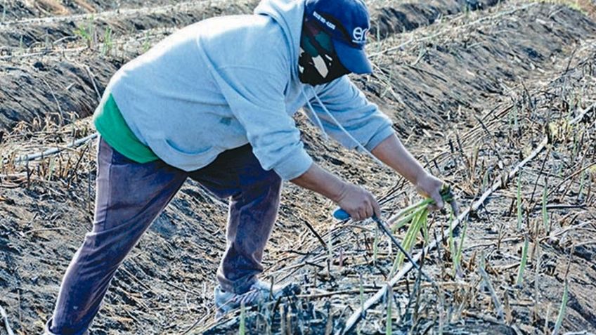 Sonora es líder en exportación de esparrago en México