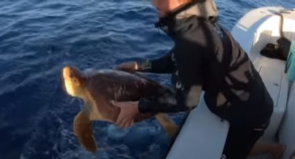 Pescadores se vuelven virales tras salvar a una tortuga de ser comida por un tiburón