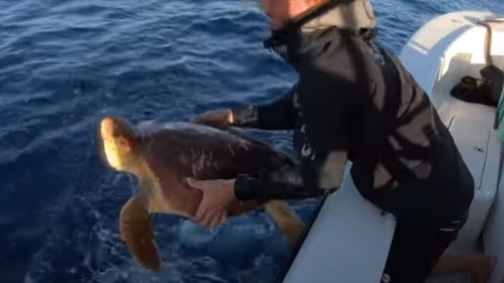 Pescadores se vuelven virales tras salvar a una tortuga de ser comida por un tiburón