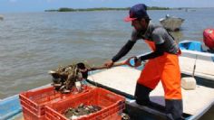 Captura de camarón repunta en aguas costeras del sur del Estado