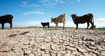 Ganaderos en ‘peligro de extinción’ en el valle por la sequía en la región de Empalme y Guaymas