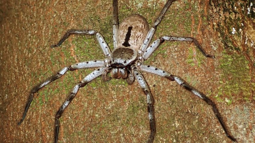 FOTO: Joven australiano encuentra enorme araña gigante en el garaje de su casa