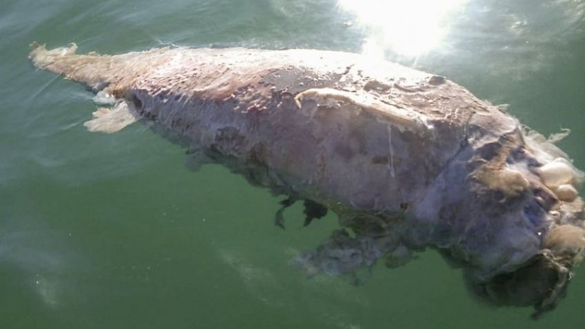 Pescadores están en tensión por la vaquita marina
