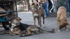 La asociación de Cachitos de Esperanza realiza el croquetón 2020