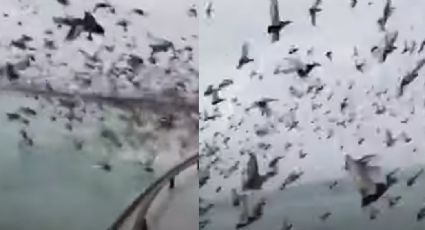 Terror en Rusia: Se viraliza video con miles de patos al volar y rodear embarcación