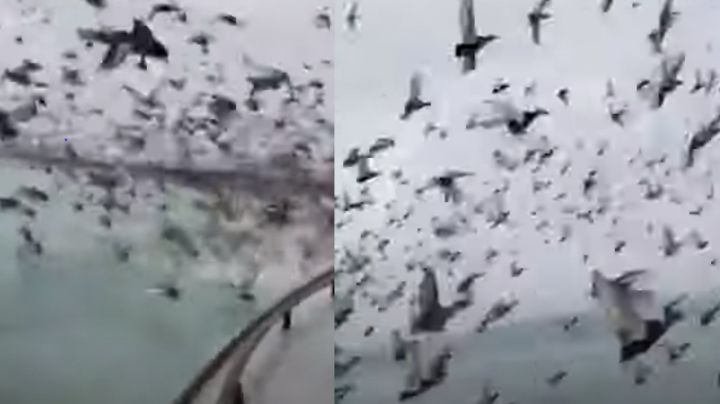 Terror en Rusia: Se viraliza video con miles de patos al volar y rodear embarcación