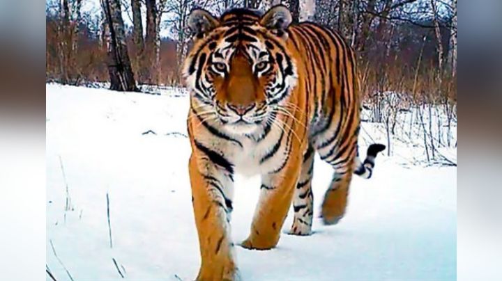 VIDEO: Tigre siberiano, en peligro de extinción, es captado por primera vez en granja de China