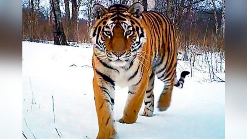 VIDEO: Tigre siberiano, en peligro de extinción, es captado por primera vez en granja de China