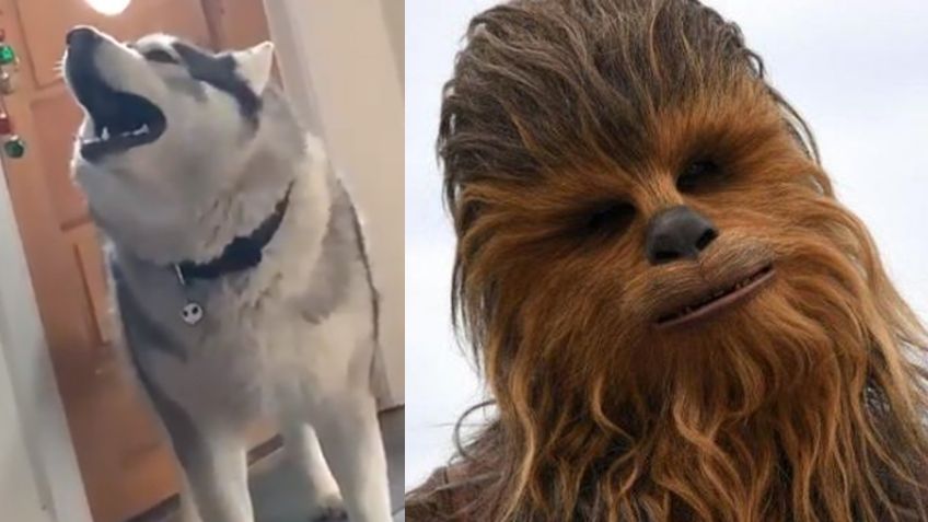 VIDEO: El ladrido de un perro se hace viral al sonar igual que 'Chewbacca' en 'Star Wars'