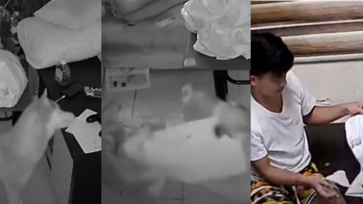 VIDEO: Redes enloquecen ante la prueba de que perros sí se comen la tarea