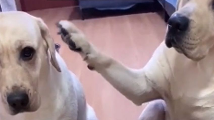 VIDEO: Perritos se delatan entre sí, al ser sorprendidos por su amo haciendo travesuras