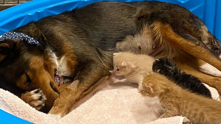 FOTOS: Perrita decide adoptar unos gatitos bebé después de perder a sus crías