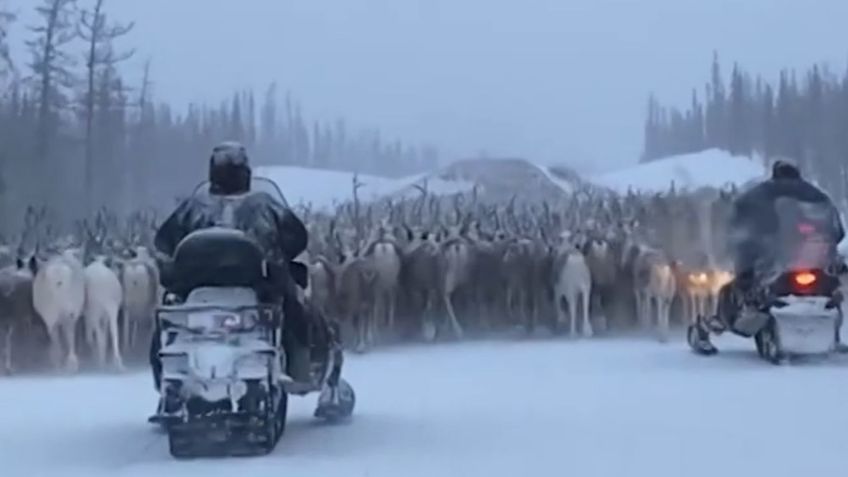 Automovilista queda atrapado en la carretera tras encontrar un gran rebaño de renos