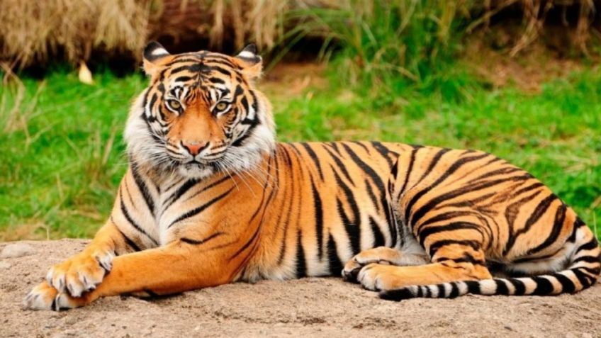 VIDEO: Tigre de bengala causa pánico en Ciudad Juárez al pasearse con total libertad
