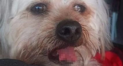 Perrito sufre terrible injusticia en peluquería canina donde le cortaron la lengua accidentalmente
