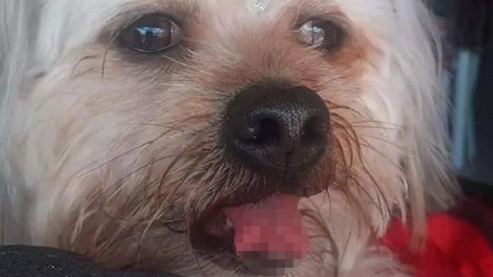 Perrito sufre terrible injusticia en peluquería canina donde le cortaron la lengua accidentalmente