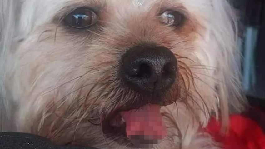 Perrito sufre terrible injusticia en peluquería canina donde le cortaron la lengua accidentalmente