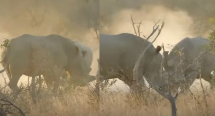 VIDEO: Impresionante grabación de rinocerontes al pelear ferozmente se viraliza en redes