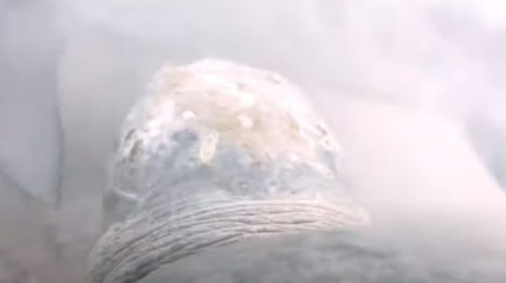 VIDEO: Captan el insólito momento en el que tortuga ataca y escapa de gran tiburón tigre