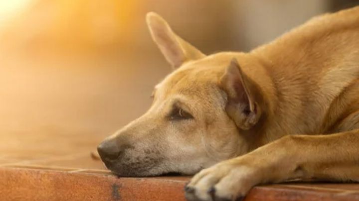 Caso de perrita enterrada viva en lote baldío causa indignación en redes sociales