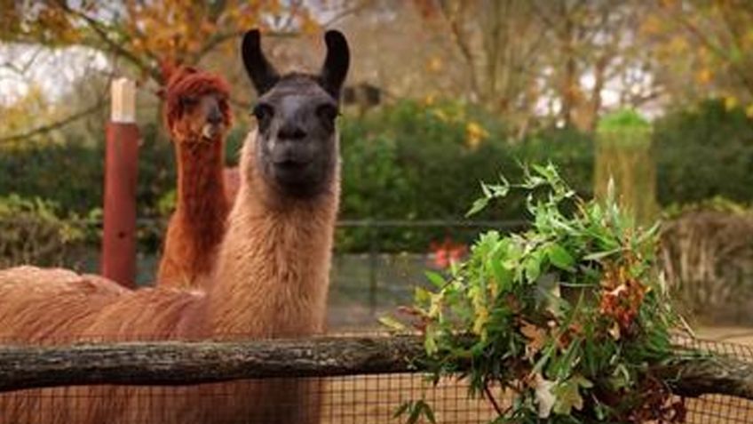 Un par de 'traviesas' llamas se comieron las coronas navideñas que decoraban el zoológico