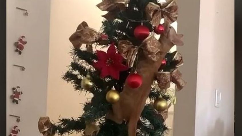 VIDEO:Gato se hace viral en TikTok, al trepar a un árbol y 'destrozar' la Navidad
