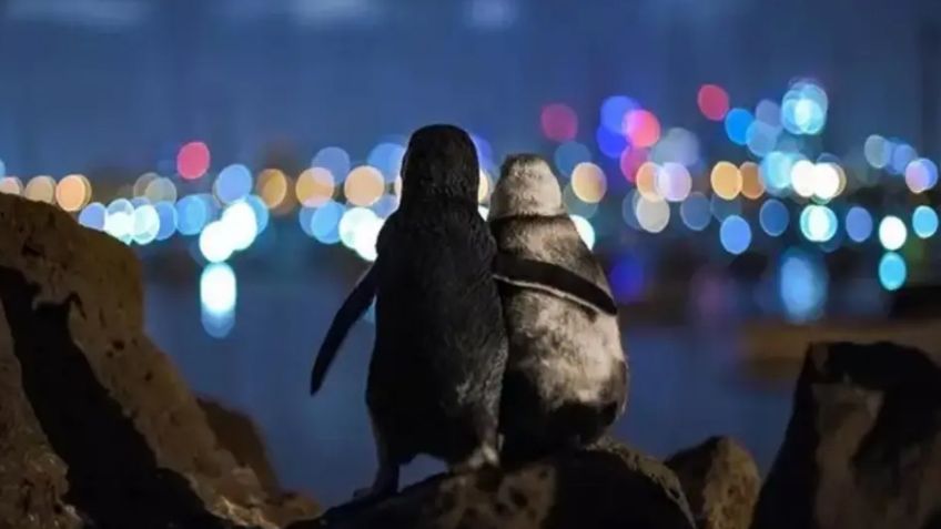 FOTO: la conmovedora imagen de dos pingüinos que se abrazan mientras quedan viudos