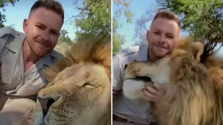 VIDEO: Hombre comparte en TikTok su 'peligrosa' amistad con un gran león